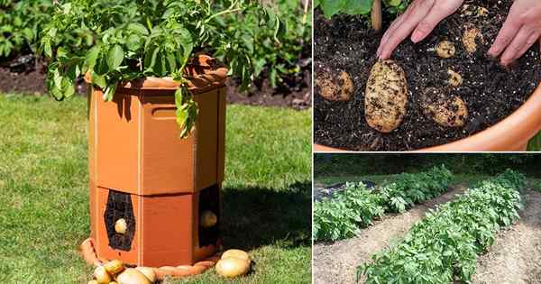18 formas de cultivar papas | Ideas de plantación de papas