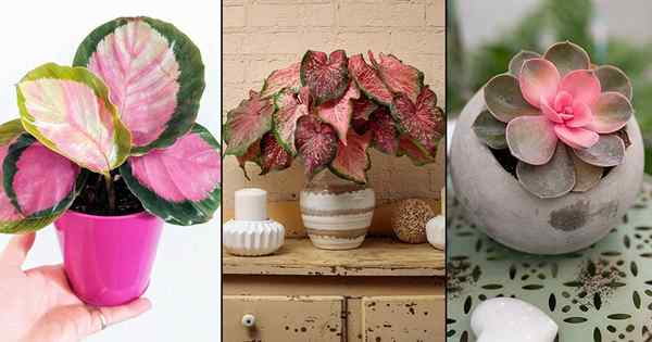 19 Houseplants warna mawar yang indah