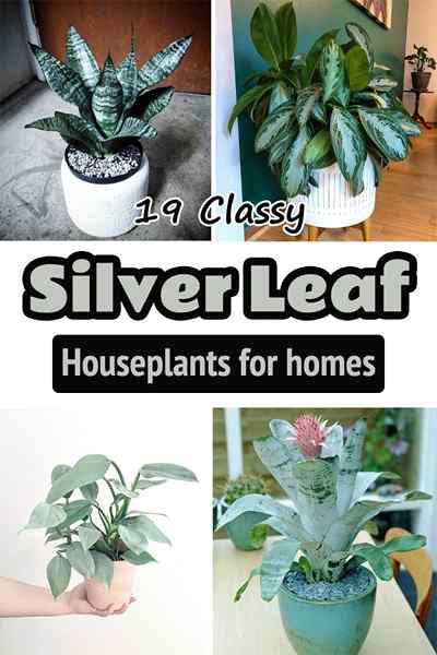 19 plantes d'intérieur de feuilles argentées chics