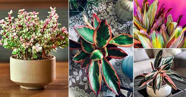 19 Plantas de interior con follaje del arco iris | Lorlas de interior de hojas de coloridas