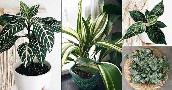 19 plantas de interior con hojas de rayas blancas