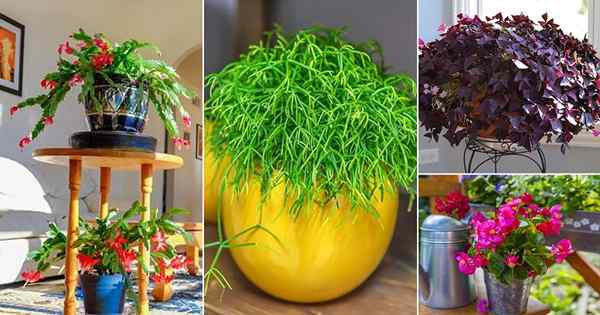 19 tanaman indoor Amerika Selatan yang semua orang ingin tumbuh