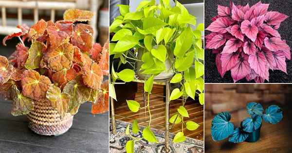 19 Menarik Houseplants Neon | Tumbuhan dengan dedaunan neon