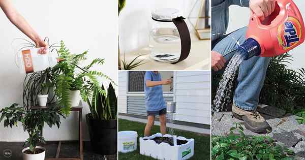 20 einfache DIY -Bewässerung von Ideen, die Sie für kostenlos machen können