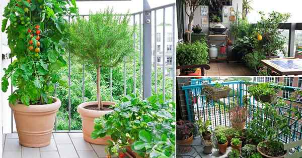 20 fotos de jardín de balcón comestible para ideas