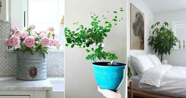 20 außergewöhnliche Bilder von Feng Shui -Pflanzen für Zuhause