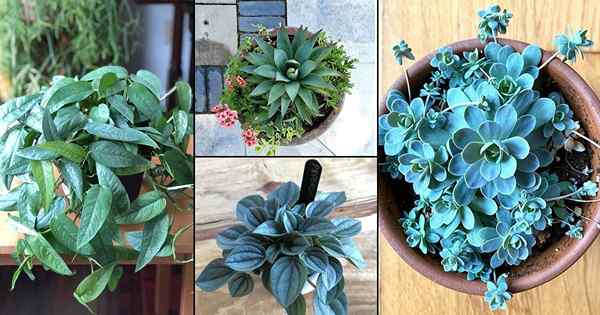20 photos d'esprit soufflant de plantes d'intérieur de feuillage bleu d'Instagram