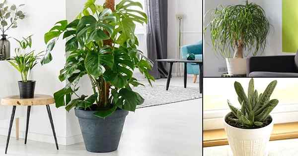20 Houseplants toleran kekeringan yang sangat cantik