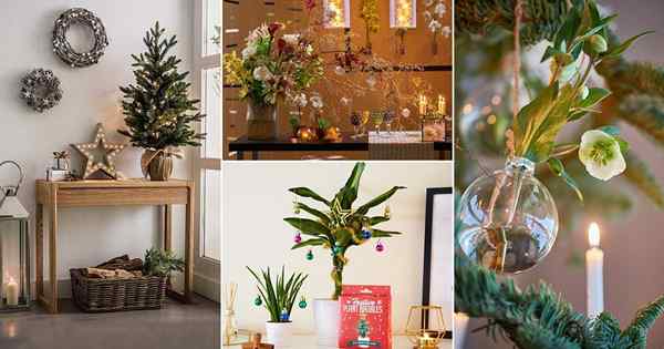 20 idées spectaculaires de décoration de Noël avec des plantes