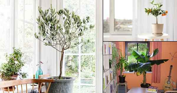 21 Piękne zdjęcia drzew owocowych w pomieszczeniach dla inspiracji