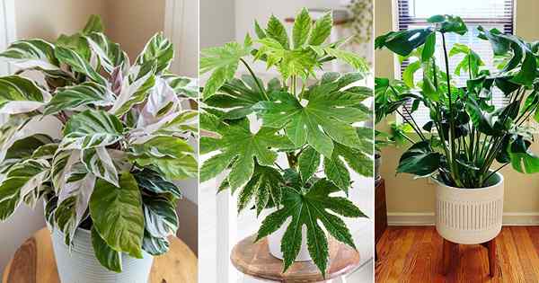 21 tanaman indoor yang indah untuk jendela yang menghadap ke timur