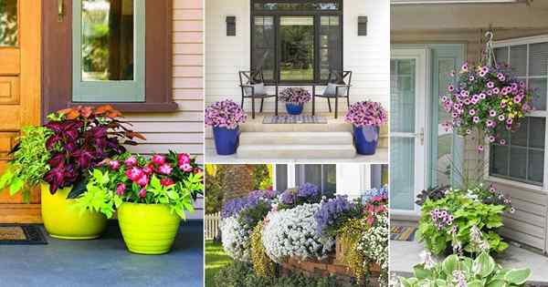 21 farbenfrohe Außenpflanzen für Terrasse und Veranda