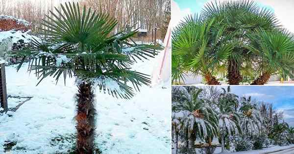 21 palmiers les plus tolérants au froid