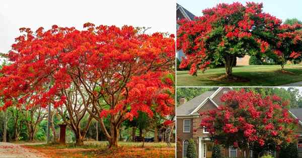 21 árboles impresionantes con flores rojas