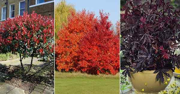 21 pohon yang menakjubkan dengan daun merah