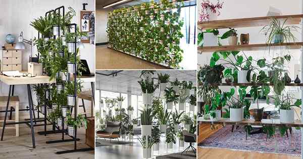 21 ideas de divisor de sala de plantas de interior elegantes