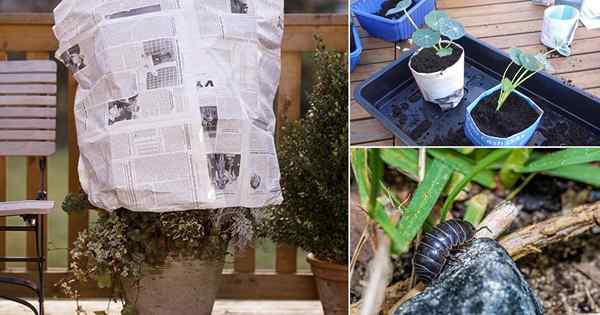 21 Unglaubliche Dinge, die mit Zeitungen in Garten | zu tun haben | Zeitung verwendet im Garten
