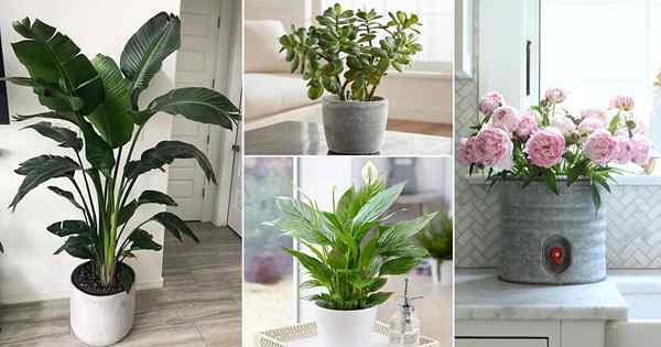 21 plantes Vastu pour la maison pour la santé, l'harmonie et la richesse