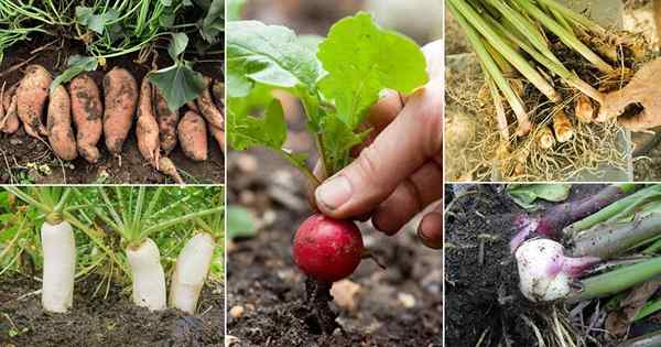 21 Gemüse, die unterirdisch wachsen | Arten von Wurzelgemüse