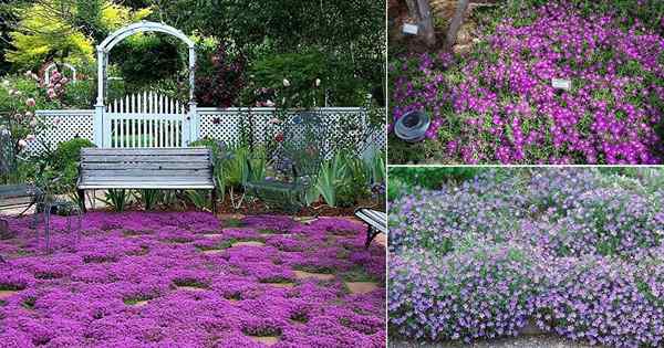 22 meilleurs couvre-sols avec des fleurs violettes