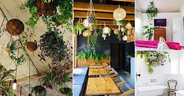 22 rośliny wewnętrzne zwisające z pomysłów na sufit!
