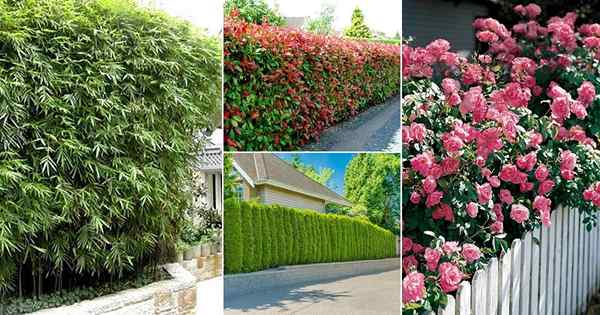 23 plantas puedes cultivar en lugar de una cerca para la privacidad y el aspecto verde exuberante