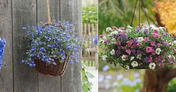 24 BESTE HAGNUNGSKORK FORBEN | Blütepflanzen zum Aufhängen von Körben