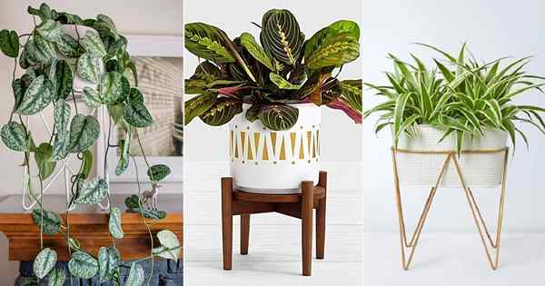 24 plantas domésticas que parecem melhores em suportes de plantas