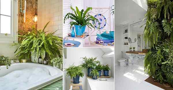 24 fotos impressionantes de samambaias nos banheiros