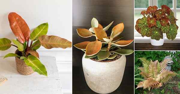 24 plantas impresionantes que parecen estar hechas de cobre