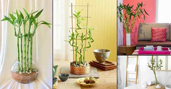 25 Ideas impresionantes de decoración de bambú de bambú afortunado