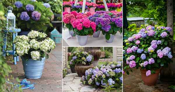 25 imágenes impresionantes de jardinería de contenedores con hortensias