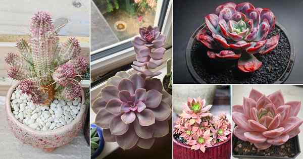 25 succulents merah jambu terbaik yang paling indah