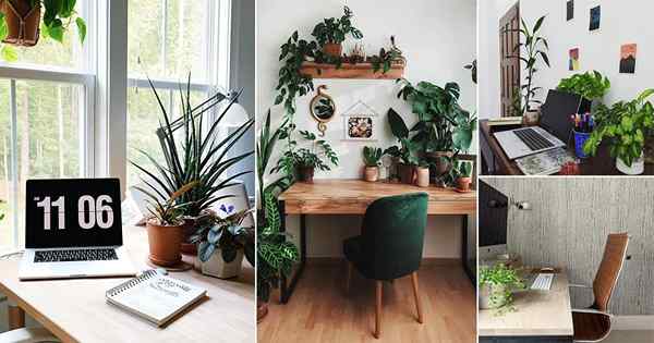 25 Copias dignas imágenes de plantas de escritorio de oficina desde Instagram