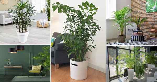 25 ideas de decoración del hogar con palmas de interior