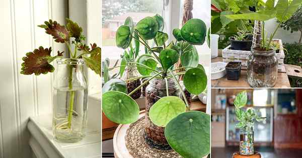 25 atemberaubende Zimmerpflanzen in Masonglasbildern