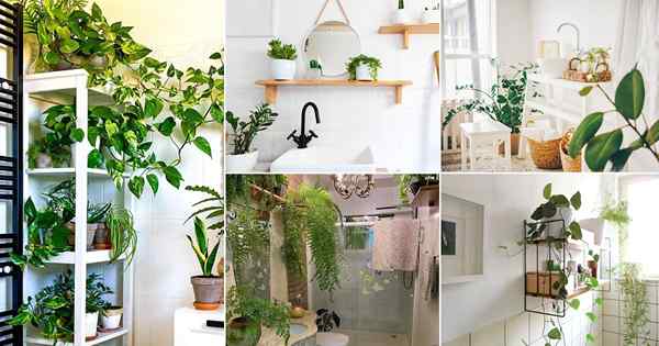 26 ide rak tanaman kamar mandi yang indah