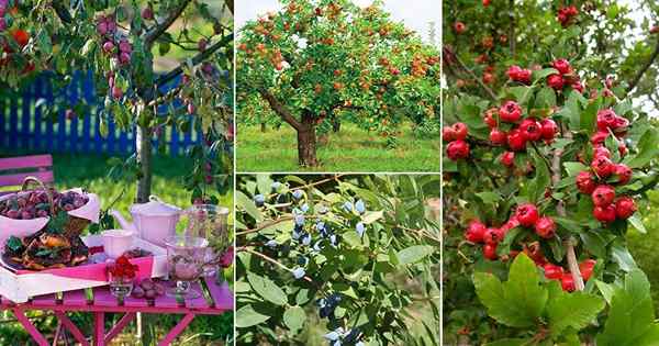26 meilleurs arbres fruitiers tolérants au froid que vous pouvez cultiver dans le jardin