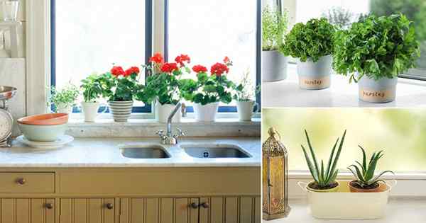 26 melhores plantas que você deve crescer na janela da cozinha