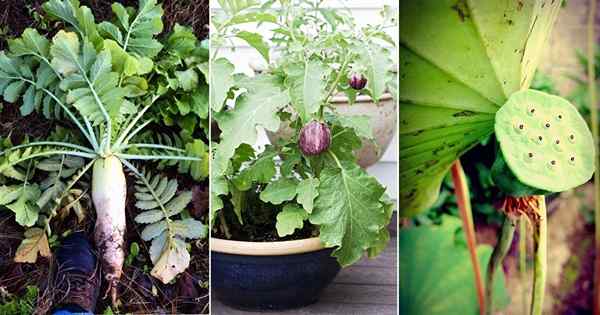 26 verduras asiáticas súper sabrosas para crecer en el jardín