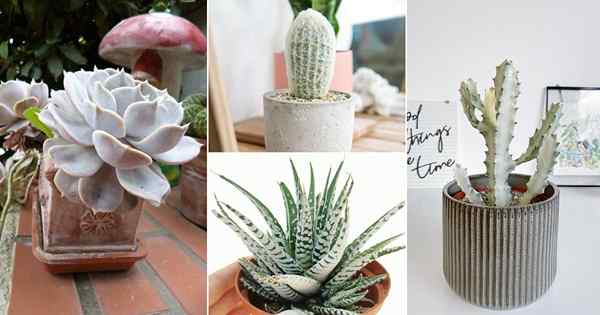 27 Succulents Putih Terbaik Anda Bisa Tumbuh