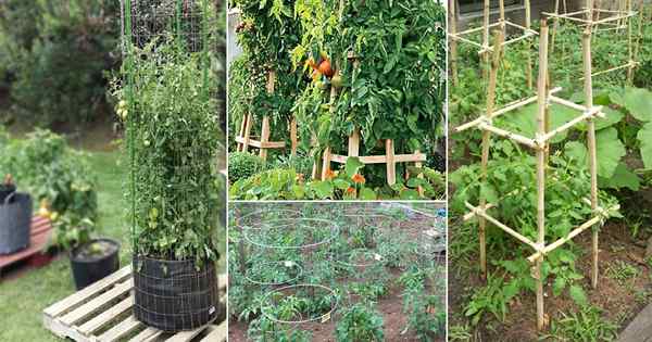 27 Ideas de jaula de tomate de bricolaje, enrejado y estaca