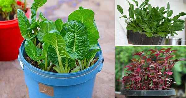 28 beste Arten von Spinat, um in Töpfen zu wachsen