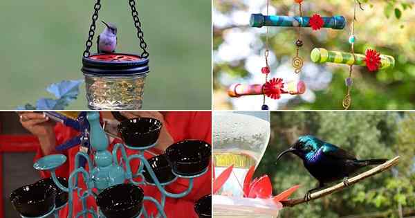 28 ideas de alimentador de colibrí de bricolaje
