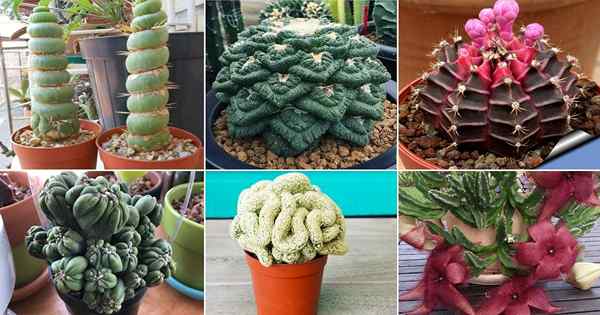 28 plantas de cactus únicas y raras para crecer si amas cactus y suculentas
