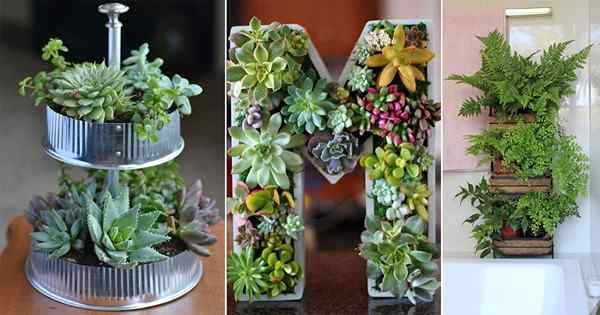 29 Projetos de jardim internos miniaturizados inteligentes com suculentas e plantas
