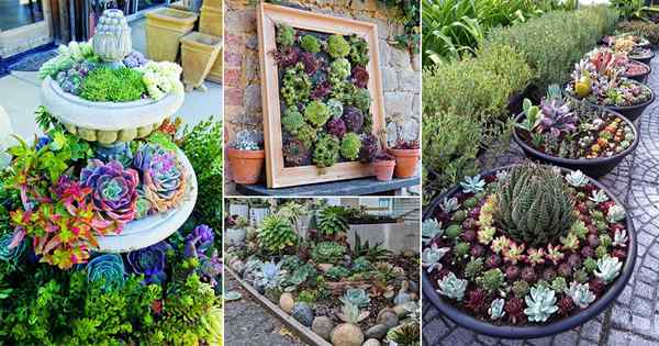 30 gambar dekorasi succulent outdoor yang menakjubkan
