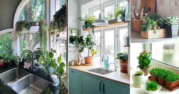 30 Impresionantes fotos de plantas de interior en el alféizar de la cocina