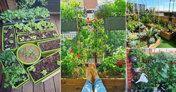 30 idées de jardin végétal du balcon sur Instagram