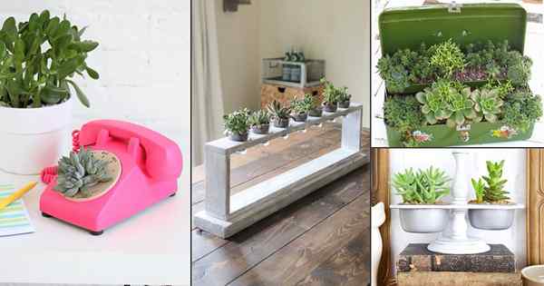 30 mejores ideas de plantación suculenta interior que pueden embellecer su hogar